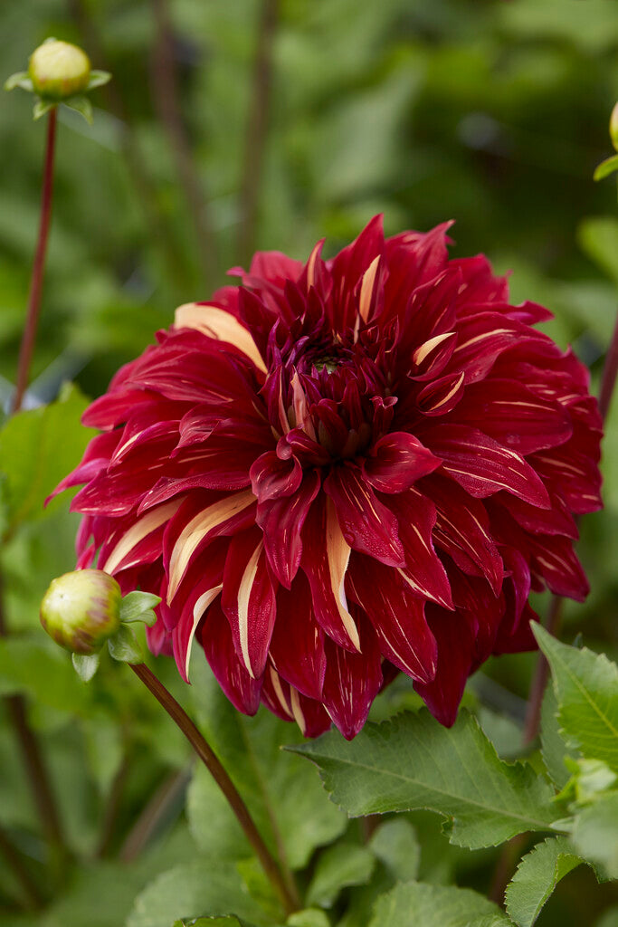 Dahlia Dekorativ Bohemian Spartacus 1-pack